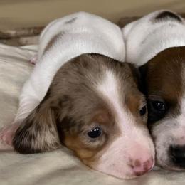 Dachshunds from Southern Belles and Beaus