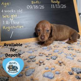 Nomad - Red male Dachshund puppy in Hoquiam, Washington from Heyd's Mini Dachshunds