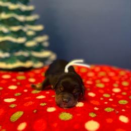 White - Tri-color female Bernedoodle puppy in Casper, Wyoming from 307 Doodles