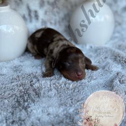 Dachshund Puppies from CSW Dachshunds