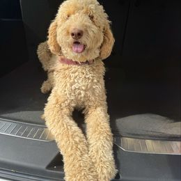 Penny - Goldendoodle