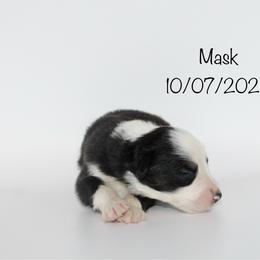 Boy 6 (Mask) - Black tri-color male Australian Shepherd puppy in Brooker, Florida from 🐾 The Great Bambino SunState Aussies!