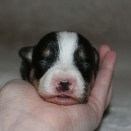 Tarter Sauce - Black and tan female Pembroke Welsh Corgi puppy in Washington from Castle View Royal Rumps