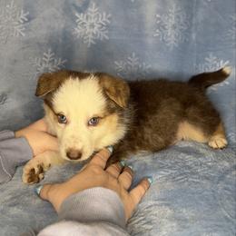 Blue color - Panda female German Shepherd puppy in Marion, Ohio from Legacy K9’s
