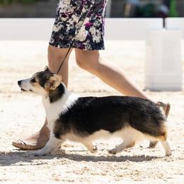 Labrador Retrievers and Pembroke Welsh Corgis from Racing Winds Pembroke and Labradors