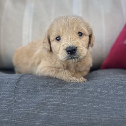 Northwind - Cream male Goldendoodle puppy in Greenville, North Carolina from ENC Goldendoodles