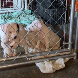 American Bulldog Puppies from Slayton's American Bulldogs