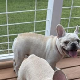 PATRICK HENRI - Cream male French Bulldog puppy in Edmond, Oklahoma from RMS Acres