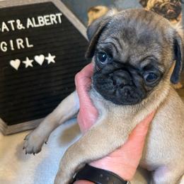 Sable girl - Fawn female Pug puppy in Norborne, Missouri from Pug Palace