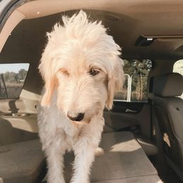 Jill - Goldendoodle