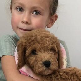 TOFFIE - female Cavapoochon puppy in Fredericksburg, Ohio from Timshell Farm Specialty Crossbreed Puppies