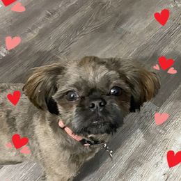 Winnie - Shih Tzu