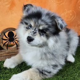 Pomskies from Pomskies of Hawaii