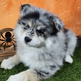 Pomskies from Pomskies of Hawaii