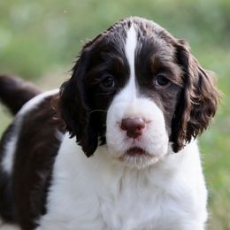 English Springer Spaniels and Flat-Coated Retrievers from Rustic Sporting Dogs