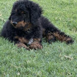 Boy 3 (limeade) - Black tri-color male Aussiedoodle puppy in Paradise, Texas from Diamond Z Poodles & Doodles