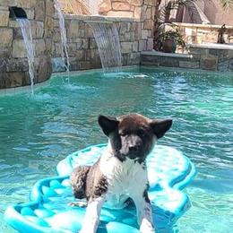 Akita Puppies from Ishikawa Akita's