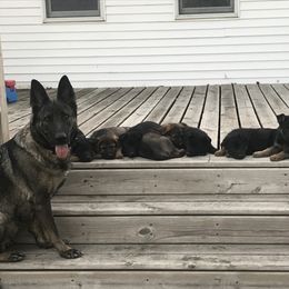 German Shepherd Puppies from Carlson Hill Farm