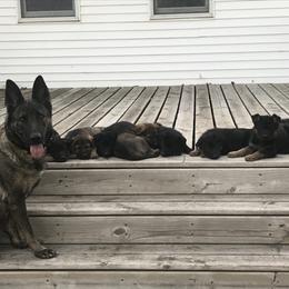 German Shepherd Puppies from Carlson Hill Farm
