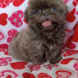 Dusty Ryder - Blue male Shih Tzu puppy in Sulpher Springs, Texas from Pams Precious Shih Tzus