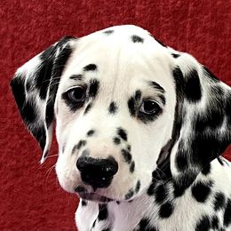Dalmatian Puppies from Stagecoach Dalmatians