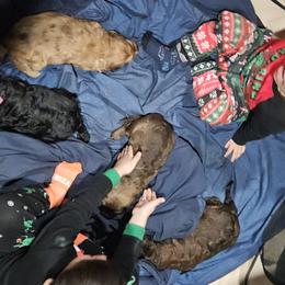 Bernedoodle Puppies from Home Grown Hearts Doodles