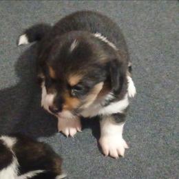 Hawk - Black and tan female American Corgi puppy in Ellensburg, Washington from Faery Mount Farm