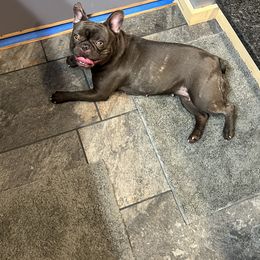 Rip - French Bulldog