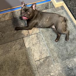 Rip - French Bulldog