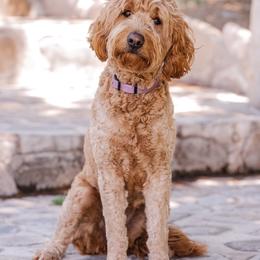 Mackey - Goldendoodle