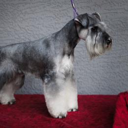 Timber - Miniature Schnauzer