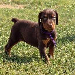 Purple girl - Red and rust female Doberman Pinscher puppy in Peru, Indiana from De luxe dobermans