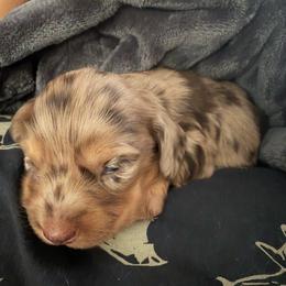 Jingles - Dapple male Dachshund puppy in Indian Trail, North Carolina from Hilda’s Teenie Weenies