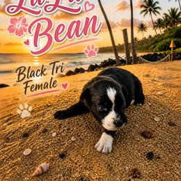Australian Shepherd Puppies from Aussomely Yours, Australian Shephers