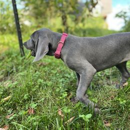 "Rose eating green beans 2023" Weimaraner Puppies from Lockehaven Weimaraners