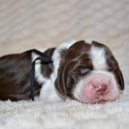 Comet - Liver and white male English Springer Spaniel puppy in Chapmansboro, Tennessee from Balthrop Bend Farms