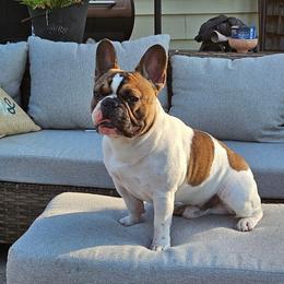 Prince William - French Bulldog