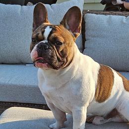 Prince William - French Bulldog