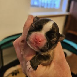 Chihuahua Puppies from Little Amigos