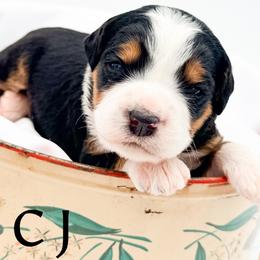 CJ - Tri-color male Bernedoodle puppy in Tipton, Indiana from Country Creek Doodles