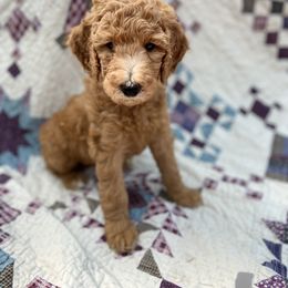 "Summer 2021 Litter" Goldendoodle Puppies from Emerald Hill Acres