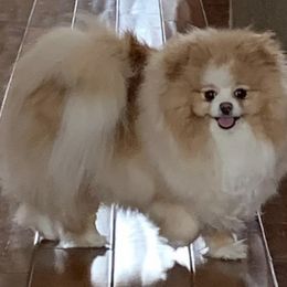 Asya - Pomeranian