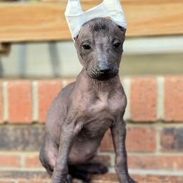 Itzli - Black female Xoloitzcuintli puppy in Ethridge, Tennessee from Royalty Reigns Xolos