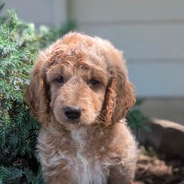 Puppy 5 - Caramel cream male Australian Labradoodle puppy in Yamhill, Oregon from FitzGerald Kennels