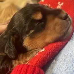 Dachshund Puppies from Desert Wind Dachshunds
