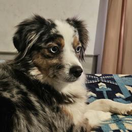 Jewel - Toy Australian Shepherd