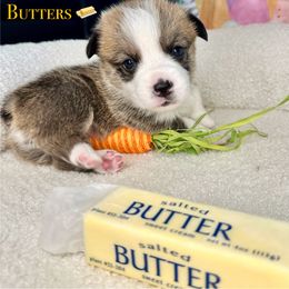 Pembroke Welsh Corgi Puppies from Coastal Corgis