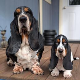 Brutus - Black brown and white male Basset Hound puppy in Polson, Montana from BeautyBea's Flathead Lake Bassets
