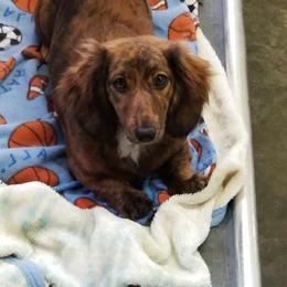 Nova - Dachshund