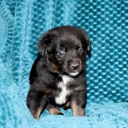 Poppy's Minimal White BTM 2 - Black tri male Toy Australian Shepherd puppy in Leighton, Alabama from Isbell Land & Livestock, LLC